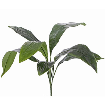 Aspidistra