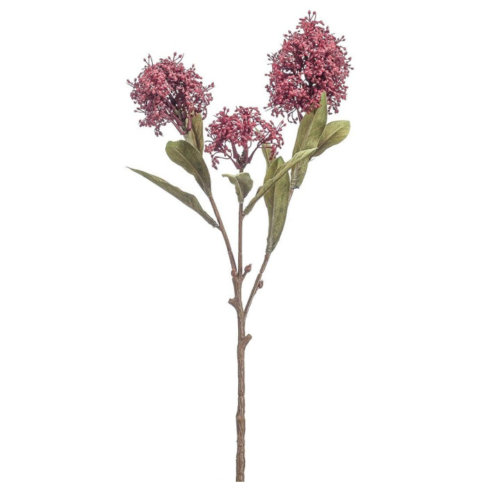 Skimmia