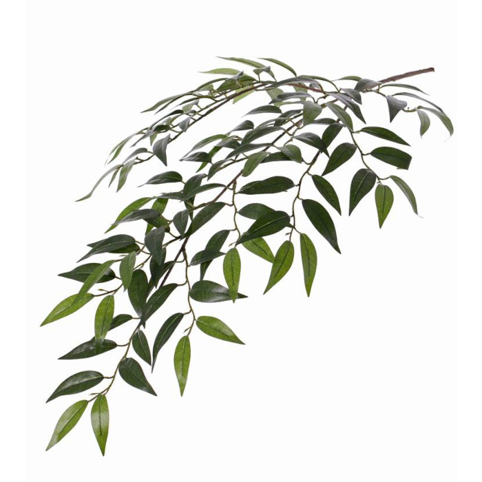 Smilax