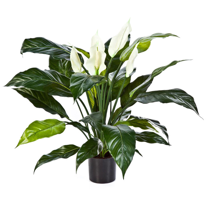 Spathiphyllum