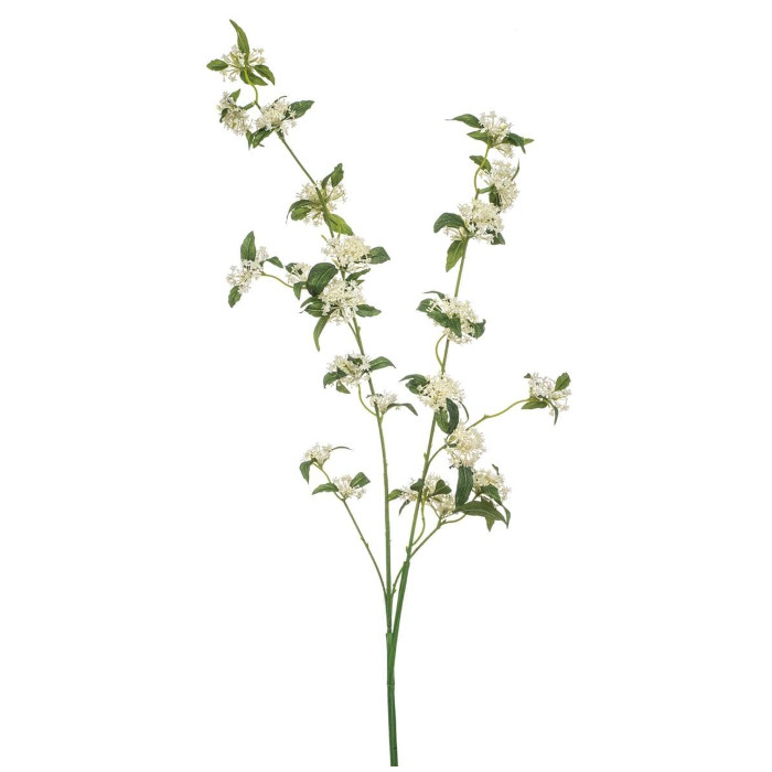 Spirea