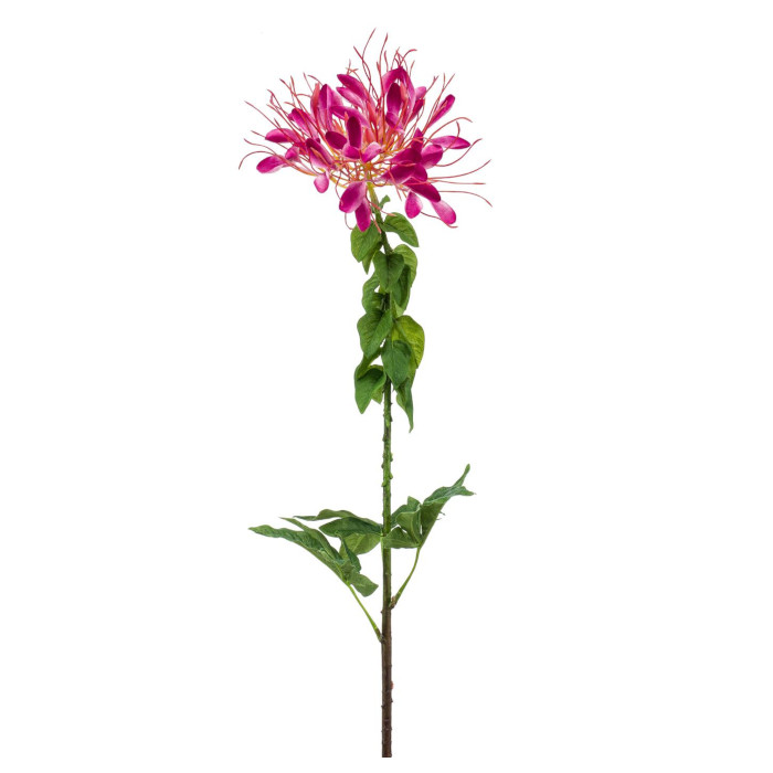 Spindelblomma