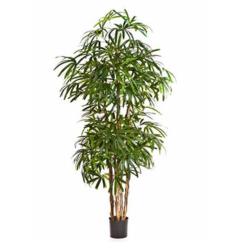 Stickpalm