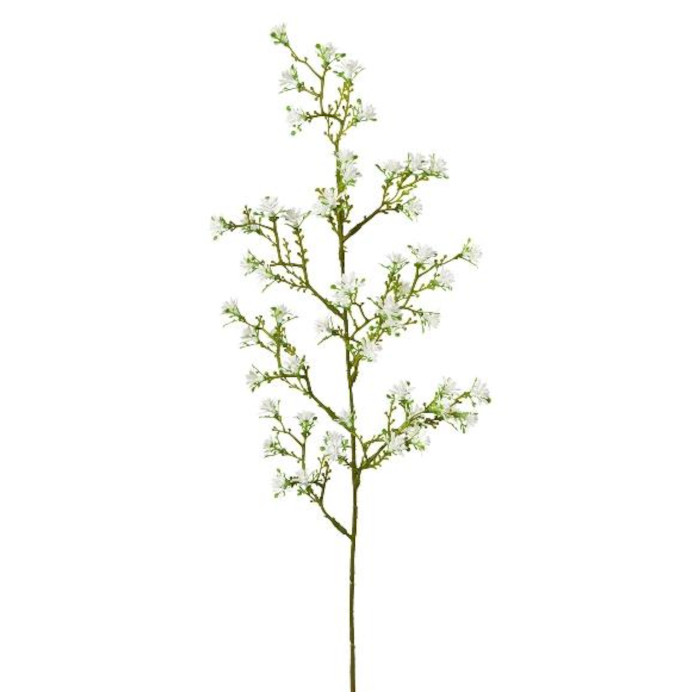 Stjärnblomma