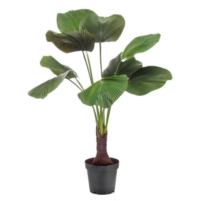 Strålpalm