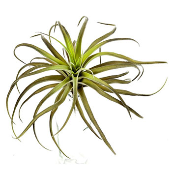 Tillandsia