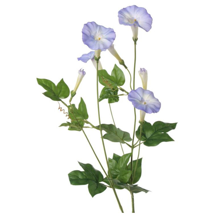 Blomman för dagen