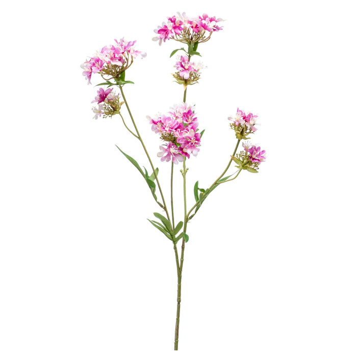 Verbena