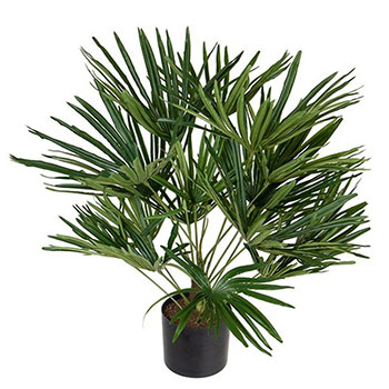 Washingtonia