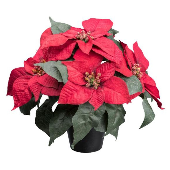 Julstjärna