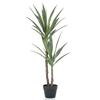 Yucca