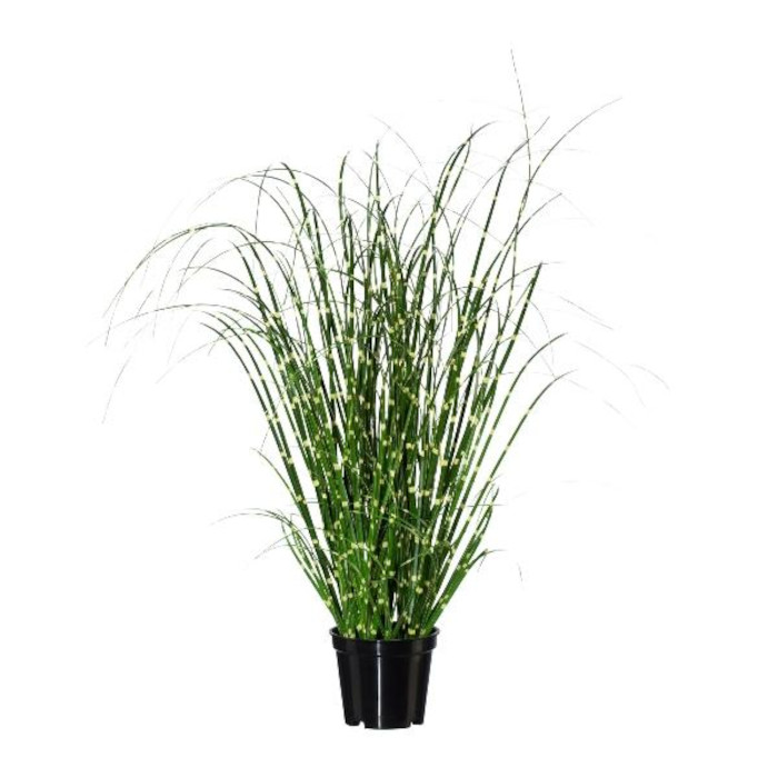 Zebragräs
