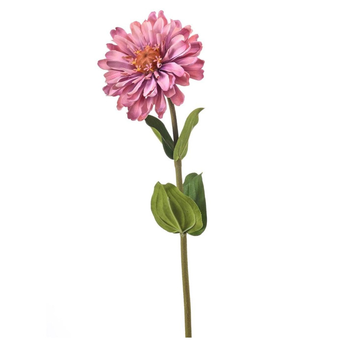 Zinnia