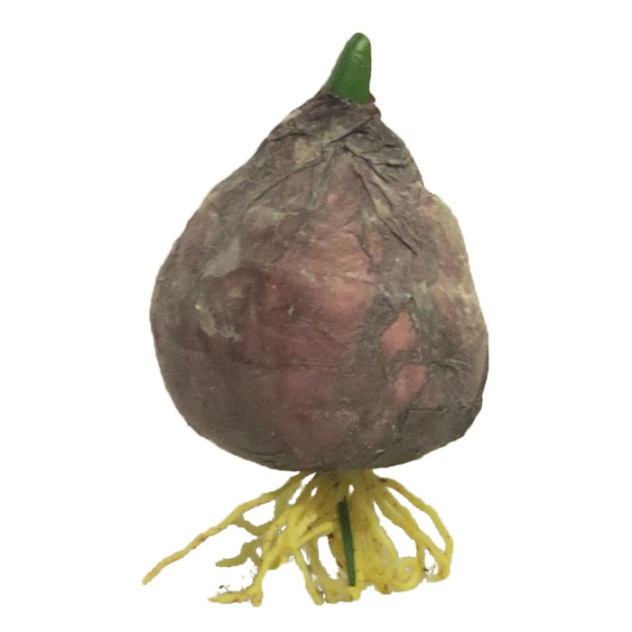 Lök