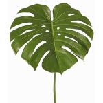 Konstgjord växt, Monstera-blad THALWIL, 60cm