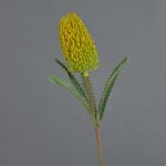 Konstgjord blomma Banksia robur EREDIN, gulgrön, 70cm, Ø7cm