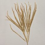 Konstgjord cedergren THEOBALD, glitter, guld, 60cm