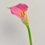 Konstgjord zantedeschia TALEA, cerise-gul, 65cm, 9x11cm