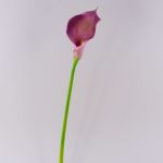 Konstblomma Calla TERESA, violett, 70cm, 10x15cm