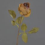 Konstblomma ros GROLK, torkad look, brun, 45cm, Ø6cm