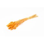 Torkat kanarigräs BRAGILA i bunt, orange, 50-75cm, Ø12cm