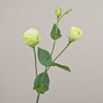 Konstgjord lisianthus-gren RINARA, krämgrön, 65cm, Ø4,5-7cm