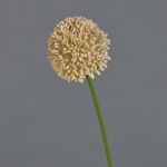 Konstgjord blomma Allium BAILIN, rosa-krämfärgad, 45cm, Ø6,5cm