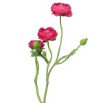 Konstblommor, ranunkelkvist JIXIANG, cerise, 50cm