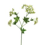 Dekorativ kvist Euphorbia marginata MENGWEN, blommor, krämgrön, 65cm