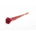 Torkat kanarigräs BRAGILA i bunt, vinrött, vinröda, 50-75cm, Ø12cm