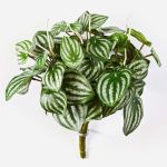 Konstväxt dvärgpeppar JANDIRA på stödpinne, grön-vit, 30cm