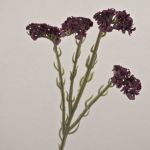 Konstblomma strandflieder AYISHA, torkad look, mörkvioletta, 65cm, 3,5x6cm