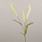 Dekorativ gräsgren Liriope JELIKANTA med ax, krämgrön, 60cm