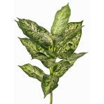 Konstgjord Dieffenbachia VISP, svårantändlig, stickpinne, grön-vit, 40cm