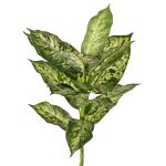 Konstgjord Dieffenbachia VISP, svårantändlig, stickpinne, grön-vit, 40cm