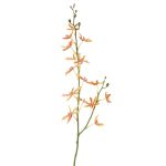 Konstgjord Cattleya-orkidégren TRASSA, orange-gul-röd, 80cm, Ø4-8cm
