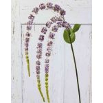 Konstgjord amarantkvist SENIO med blommor, gammaldagsrosa, antikrosat, 70cm