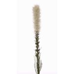 Konstgjord prydnadsblomma MITSA, krämfärgad, 80cm, Ø6cm