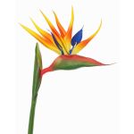 Konstgjord papegojblomma LATIFA, orange-violett, 90cm, 17x20cm