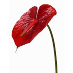 Konstgjord flamingoblomma MOIRA, röd, 75cm, 13x18cm