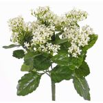 Textil Kalanchoe blossfeldiana LORRE på stativ, crossdoor, vit, 35cm, Ø30cm