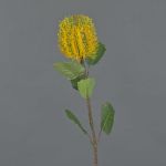 Konstblomma Banksia robur CONAKIR, gul, 55cm, Ø6,5cm