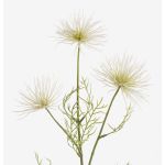 Konstgjord krysantemum HARARE, krämfärgad, 65cm, Ø9-12cm