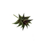 Konstgjord Astroloba Spiralis JOSÉ på pinne, grön-röd, 12cm, Ø8cm