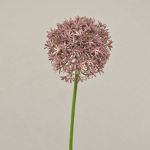 Konstblomma Allium ARNAU, mörklila, 60cm, Ø10cm