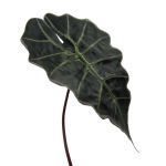 Dekorationsblad Alocasia Sanderiana ALEPU, grönt, 65cm