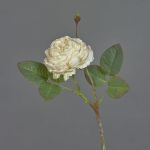Konstblomma kålros VOMTE, torkad look, beige, 45cm, Ø7cm