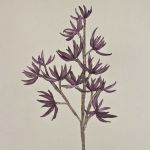 Sedum rubrotinctum, konstgjord gren av plastskum MOMOKA, mörkvioletta, 105cm