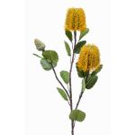 Konstblomma Banksia robur CONAKIR, gul, 70cm