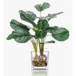 Konstväxt Calathea Orbifolia AGINA i glaskruka, grön-vit, 45cm